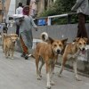 Stray dogs to form security squad in India